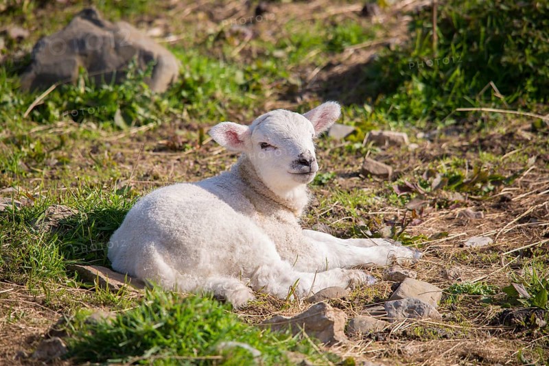 Domestic Sheep