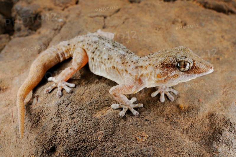Tenerife geckos