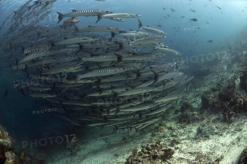 Darkfin Barracuda