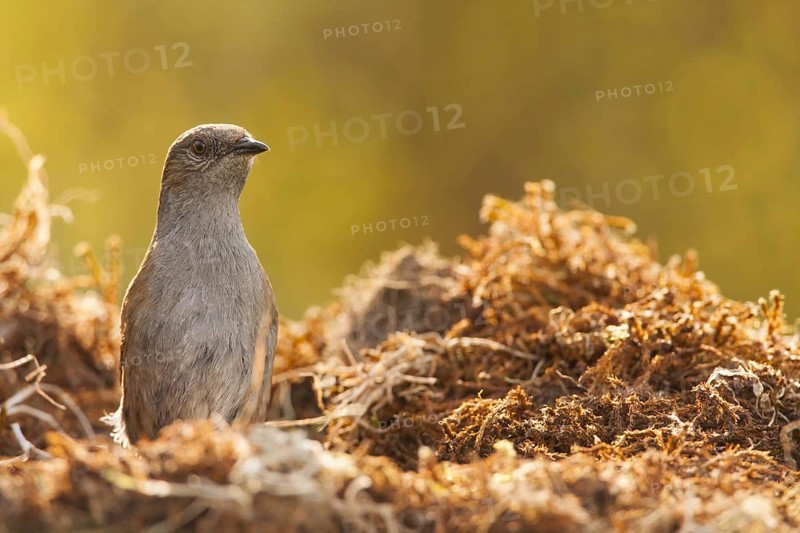 Dunnock