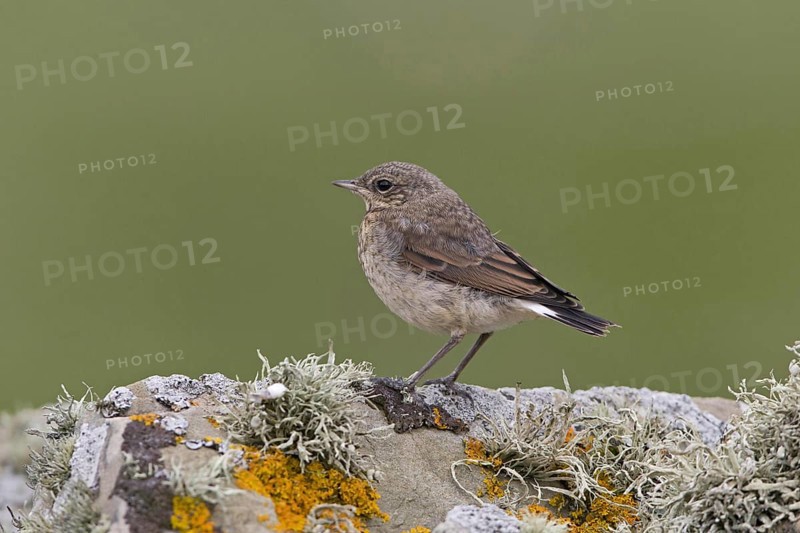 Northern Wheatear