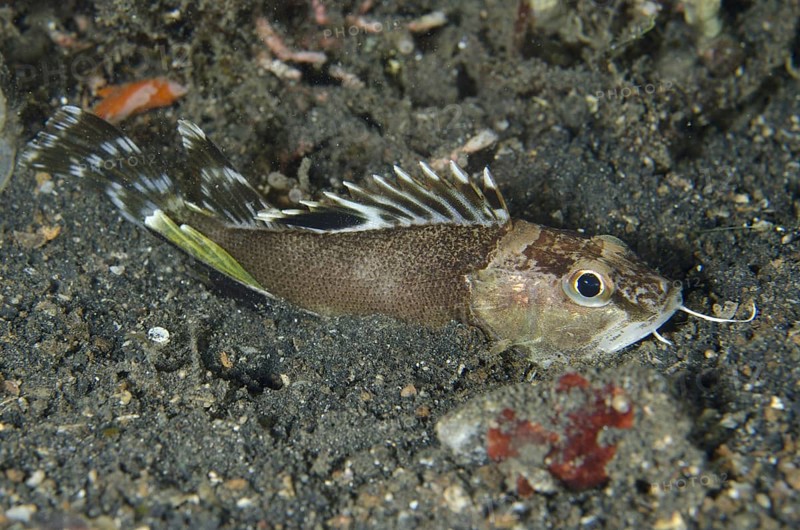 Bearded Waspfish