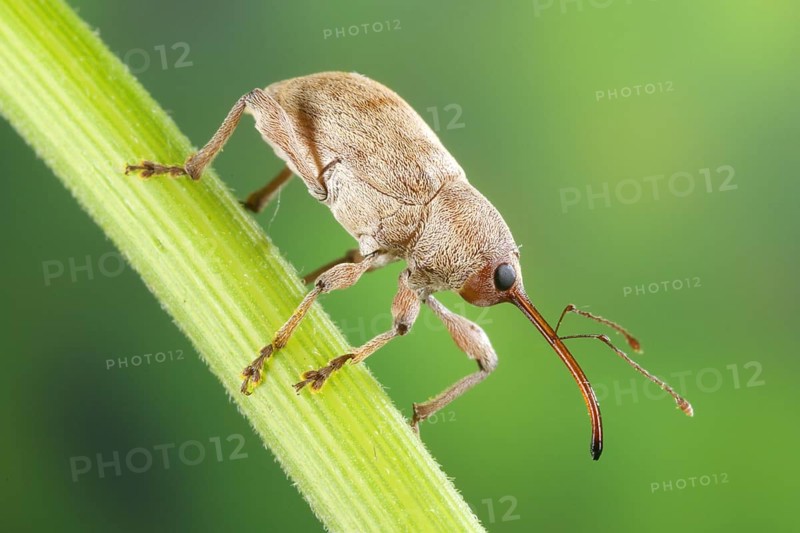 Chestnut Weevil