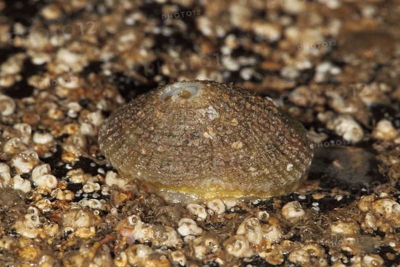 Keyhole snail