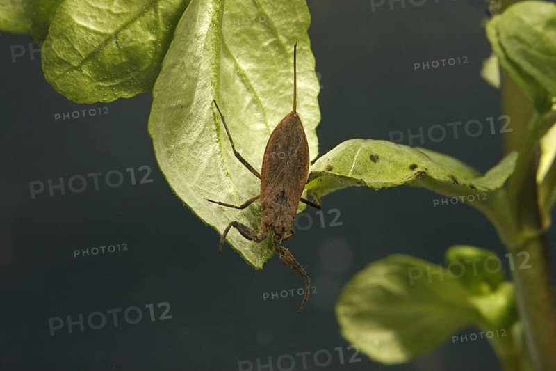 Water Scorpion