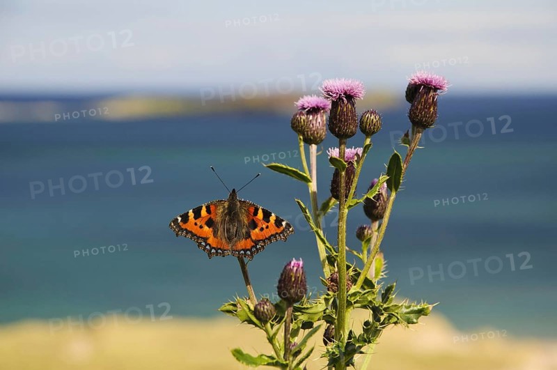 Small Tortoiseshell