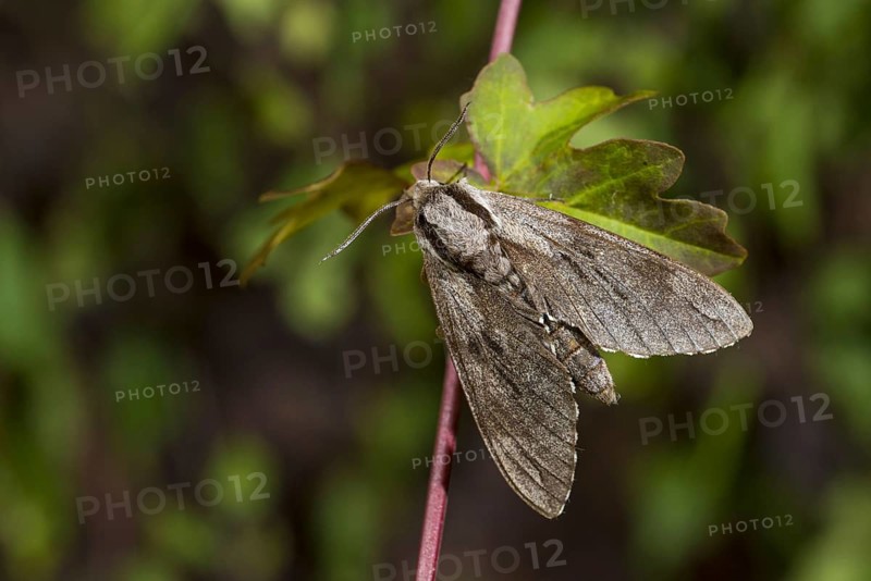 Pine hawk-moth