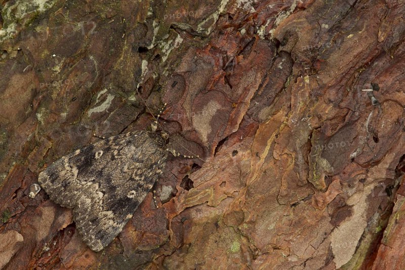 Red Underwing