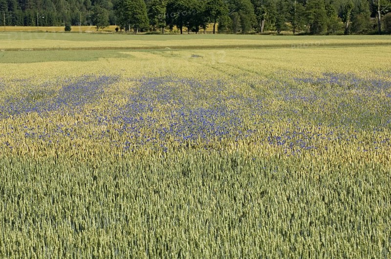 Cornflower