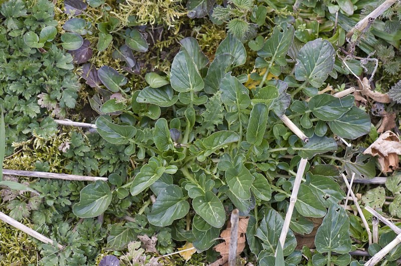 Wintercress