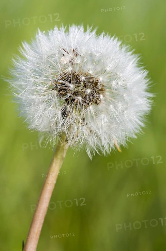 Common Dandelion