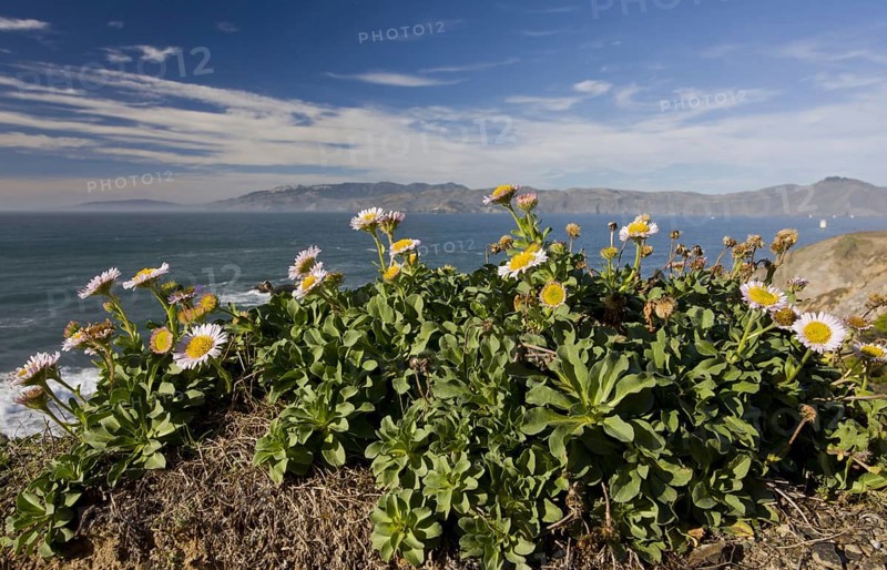 Seaside Fleabane