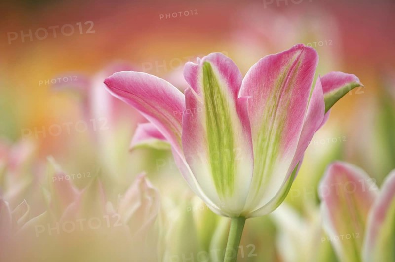 Tulip