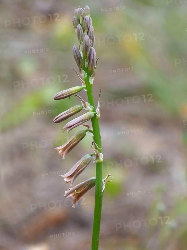 Flowering stem of brown bluebell