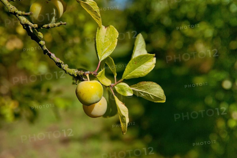Damson