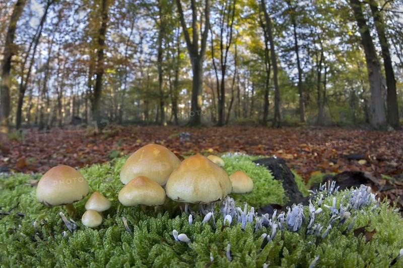 Sulphur Tuft