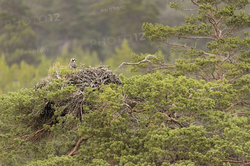 Osprey