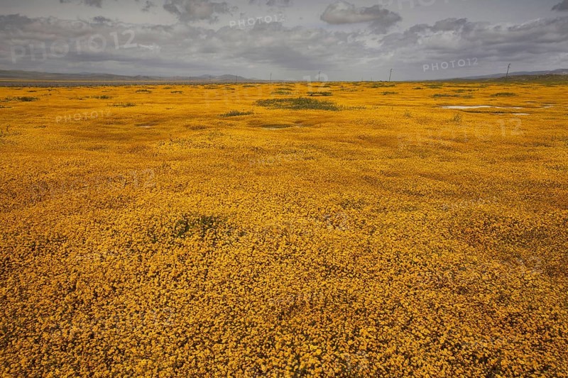 View of grassland habitat with Goldfields