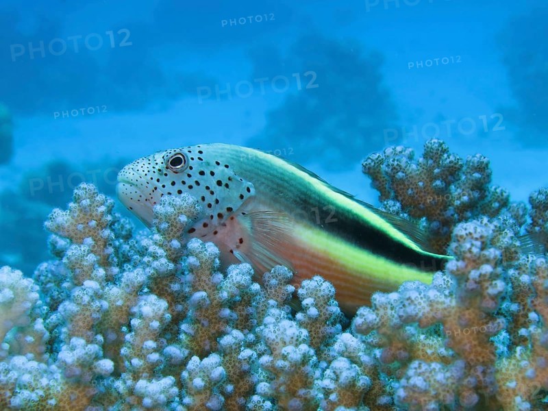 Black-sided hawkfish
