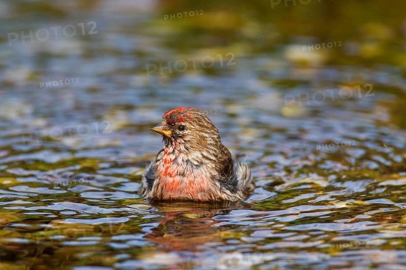 Common redpoll