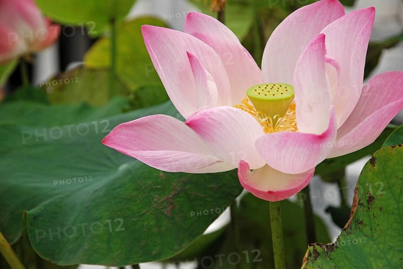Indian lotus