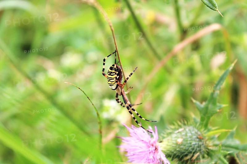 Wasp spider