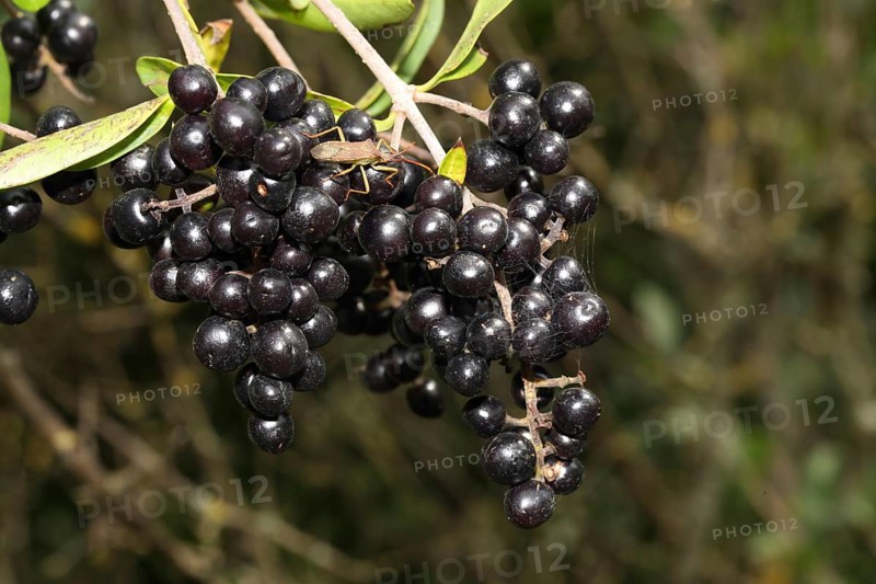 Common wild privet