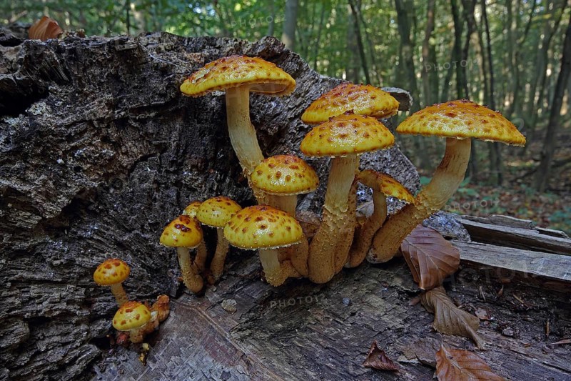 Golden scaly cap