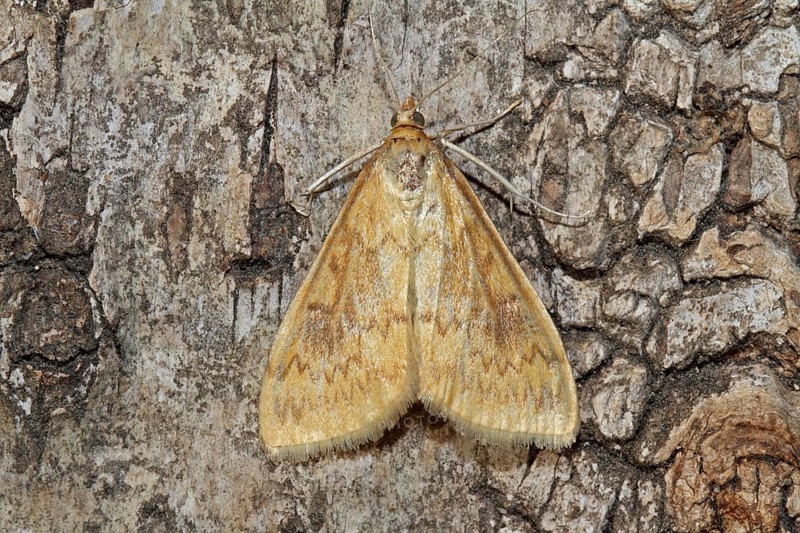 Corn worm