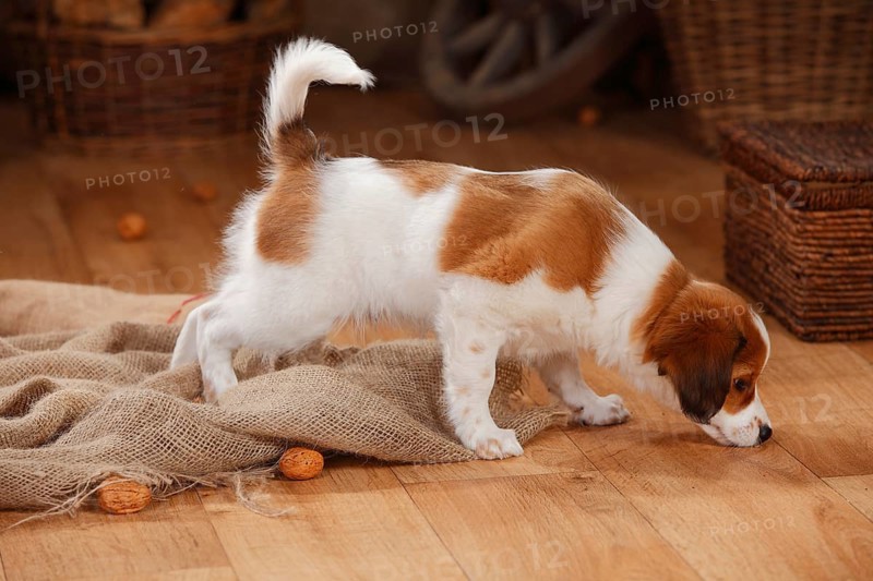 Kooikerhondje