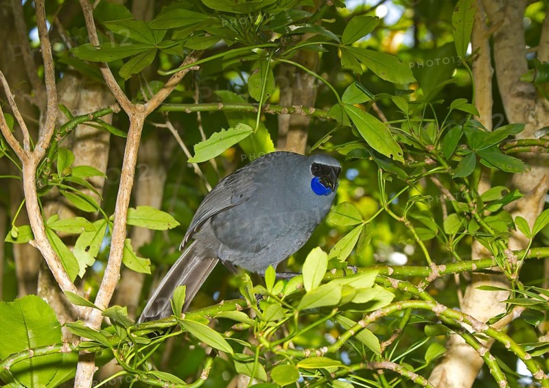 North Island Kokako