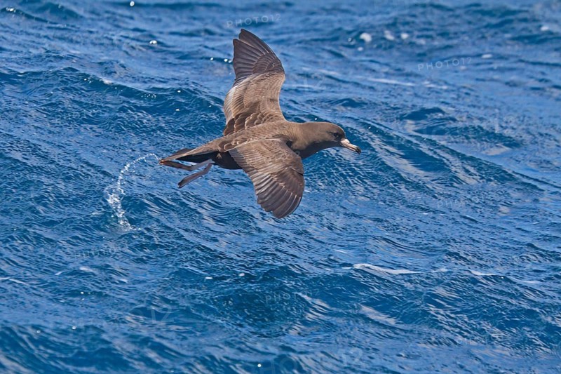 Flesh-footed Shearwater