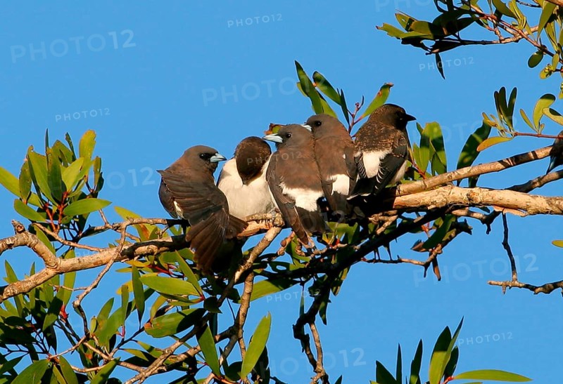 White-breasted woodswallow