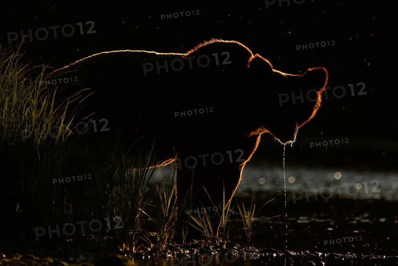 Grizzly Bear