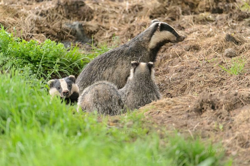 Eurasian Badger