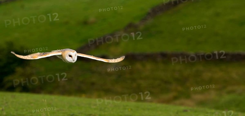 Barn Owl