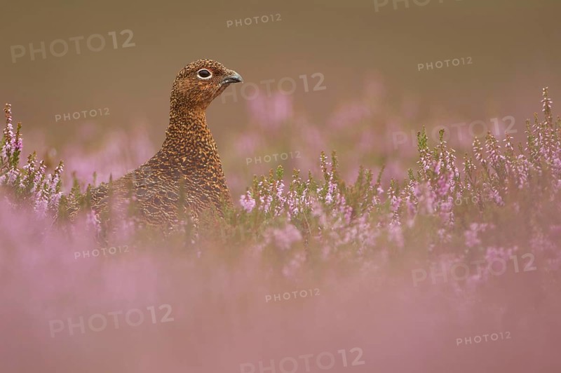 Red Grouse