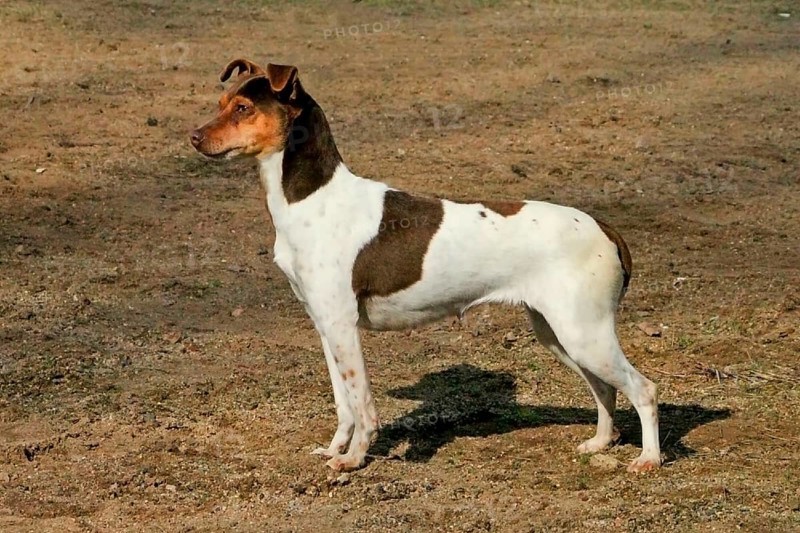 Domestic Dog