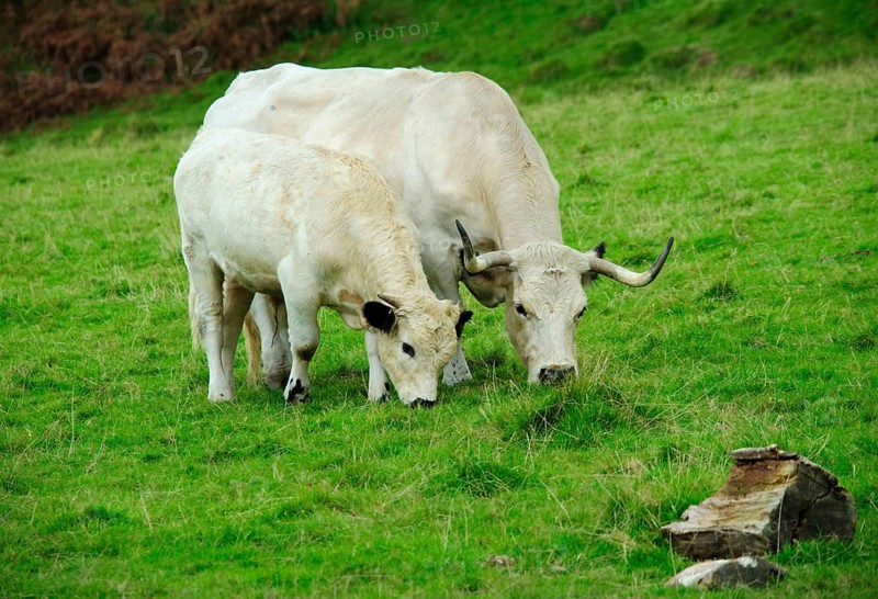 Domestic Cattle