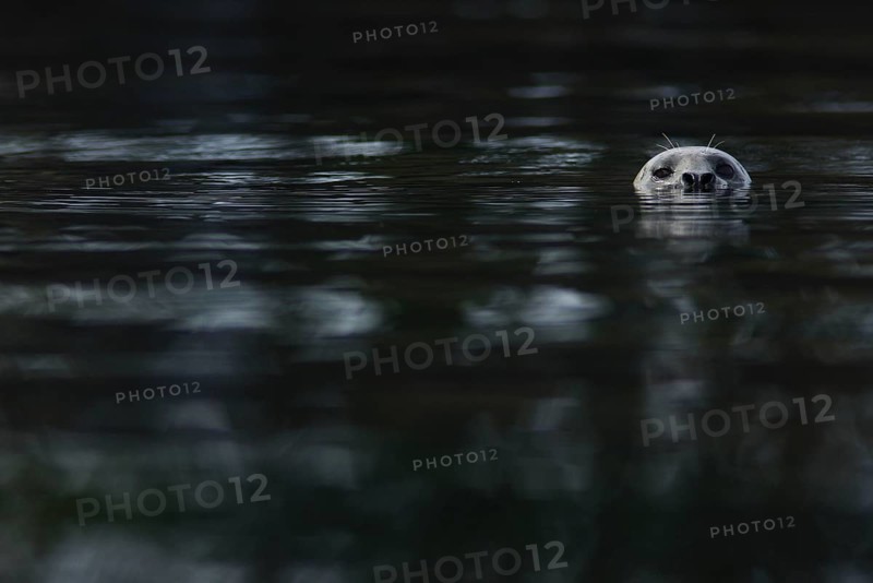 Pacific Common Seal