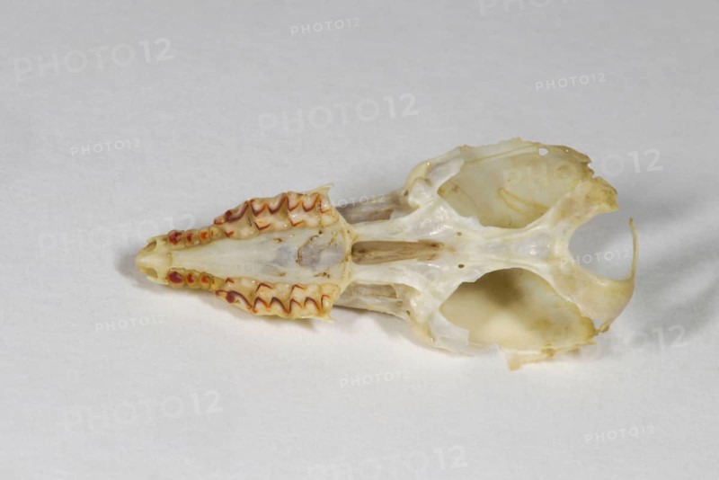 Common shrew
