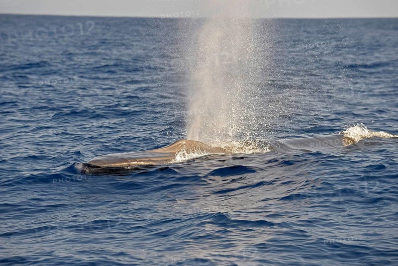 Fin Whale