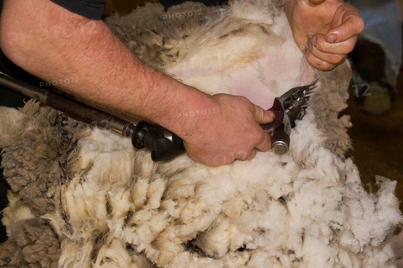 Shearing Carradal sheep for their fleece