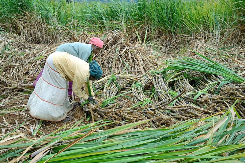 Sugar cane