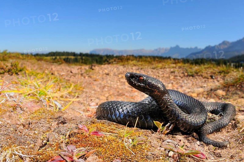 European Adder
