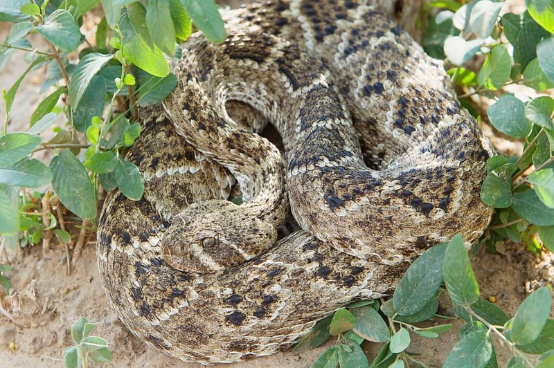Western Diamondback Rattlesnake