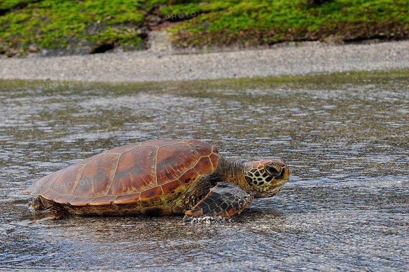 Green Turtle
