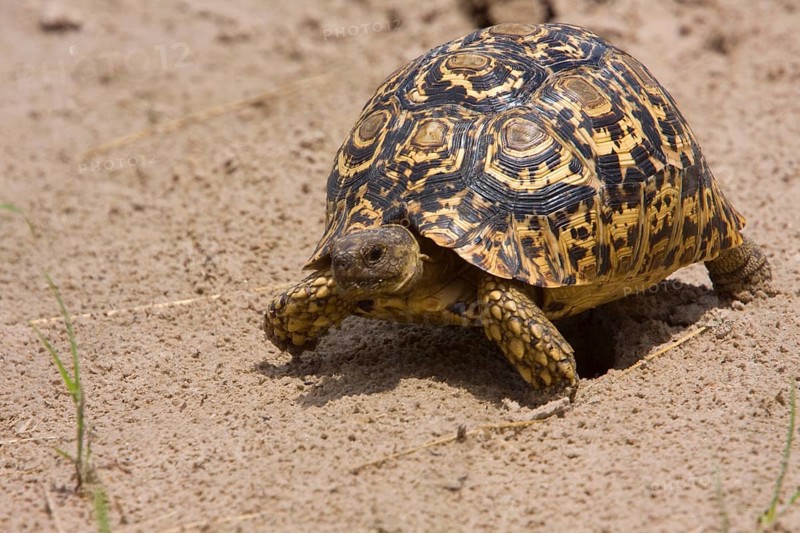 Panther Tortoise
