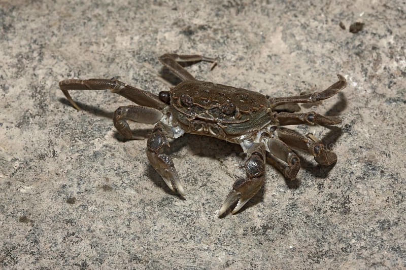 Chinese Mitten Crab