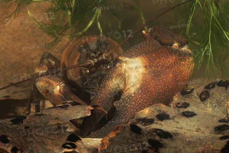 American Signal Crayfish